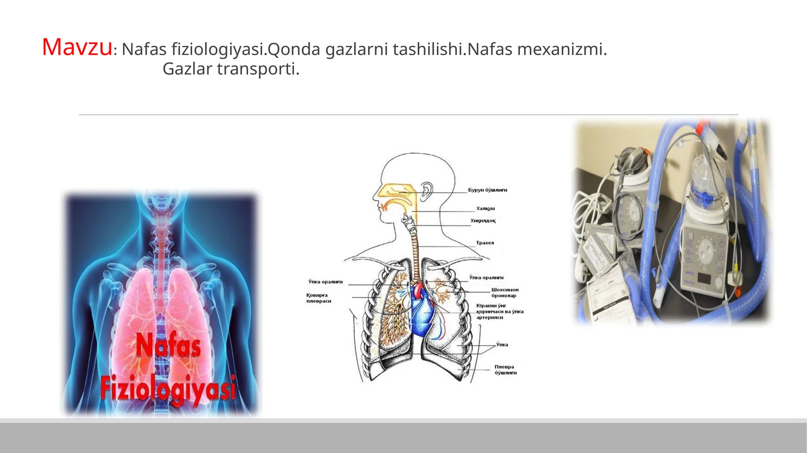 Nafas fiziologiyasi.Qonda gazlarni tashilishi.Nafas mexanizmi.Gazlar transporti
