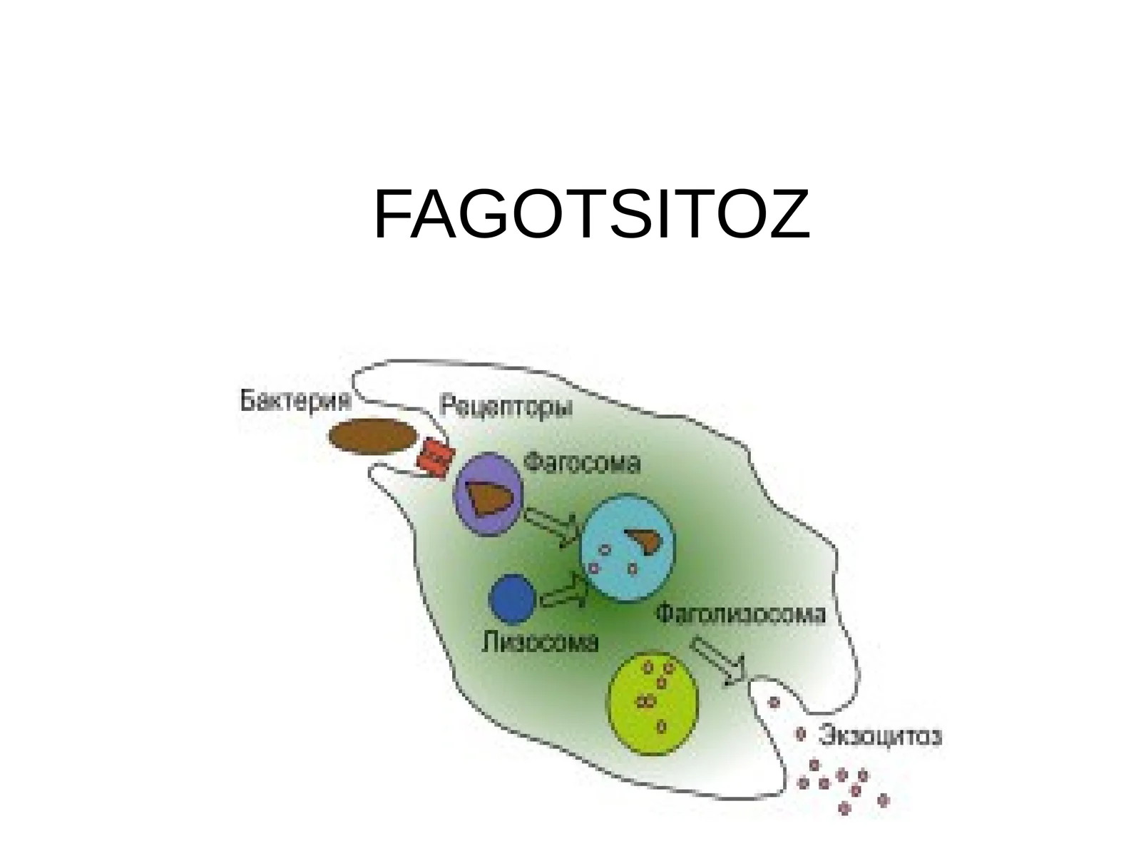 FAGOTSITOZ