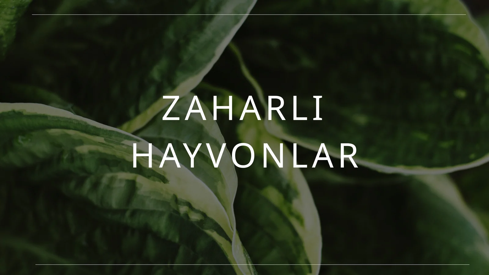 zaharli hayvonlar