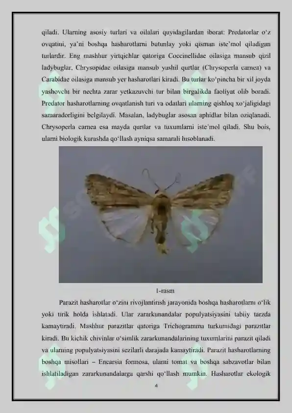 Hashorotlar Rasmi Entomofag hashorotlar