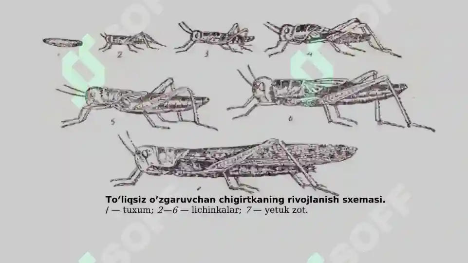 Hashorotlar Rasmi Hasharotlar Ekologiyasi