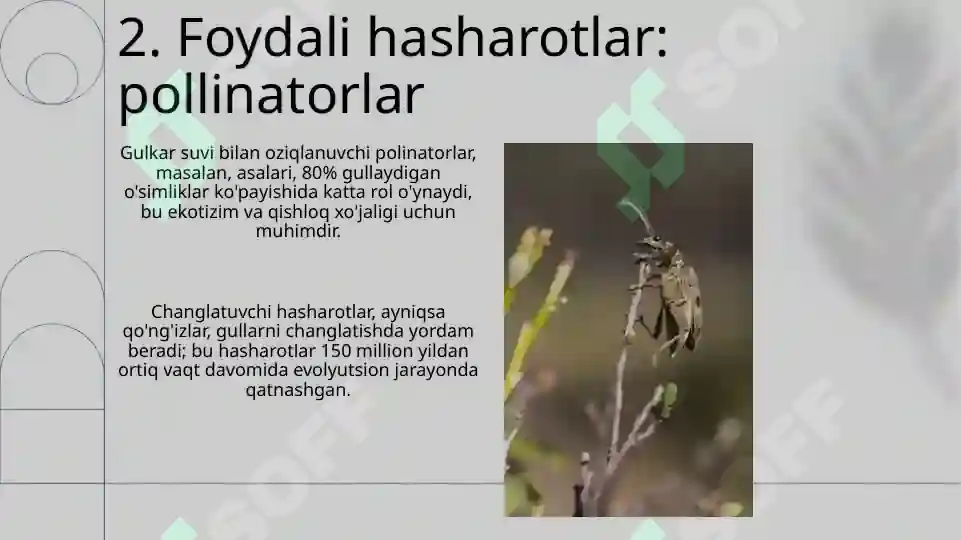 Hashorotlar Rasmi Foydali va zararli hasharotlar
