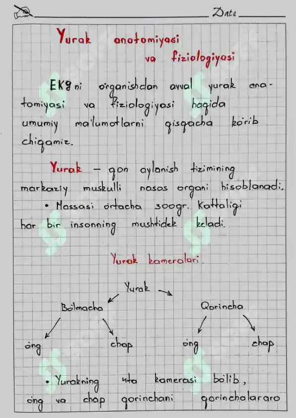 Yurak Ritm Yurak anatomiyasi va Fiziologiyasi