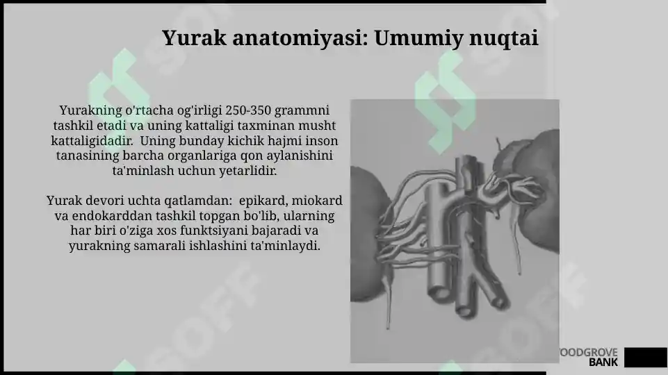 Yurak Ritm Yurak anatomiyasi va fiziologiyasi