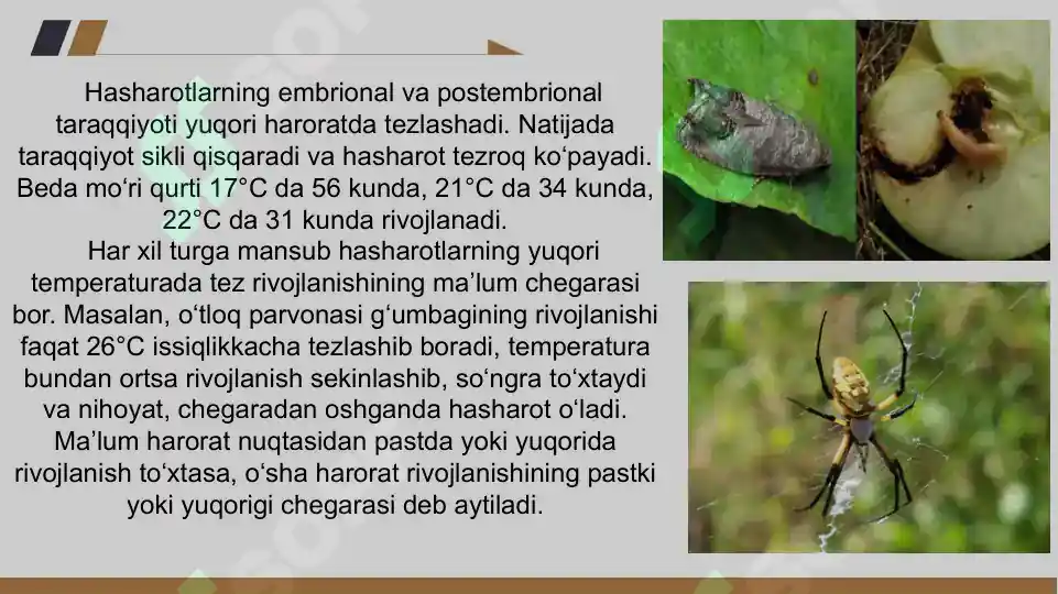 Hashorotlar Rasmi Hasharotlar Hayotida Abiotik Omillar