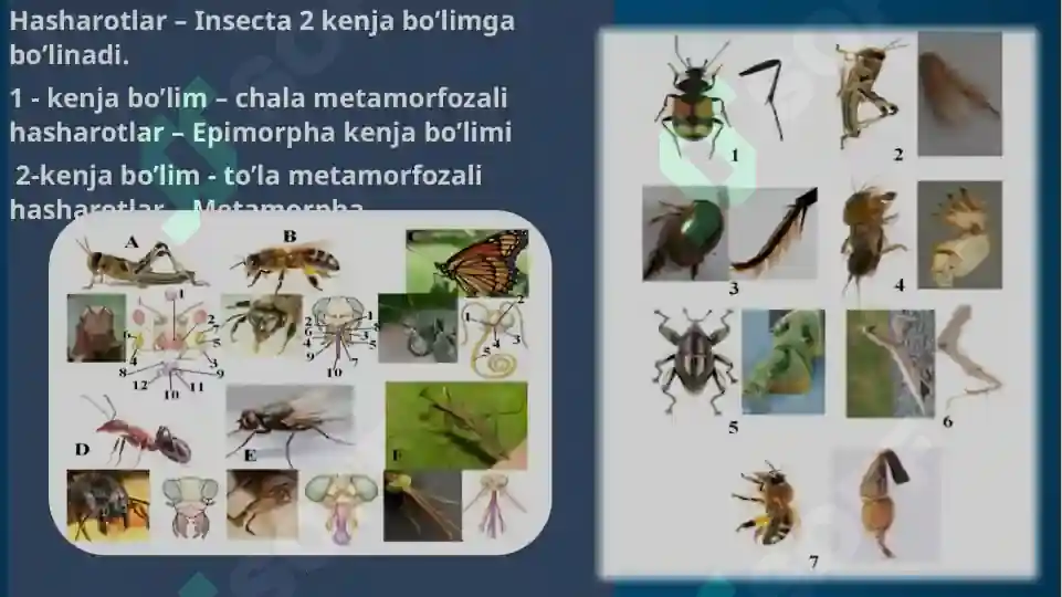 Hashorotlar Rasmi Hasharotlar