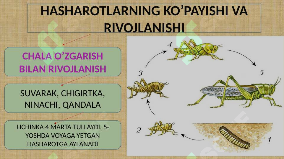 Hashorotlar Rasmi CHALA O’ZGARISH BILAN RIVOJLANADIGAN HASHAROTLAR