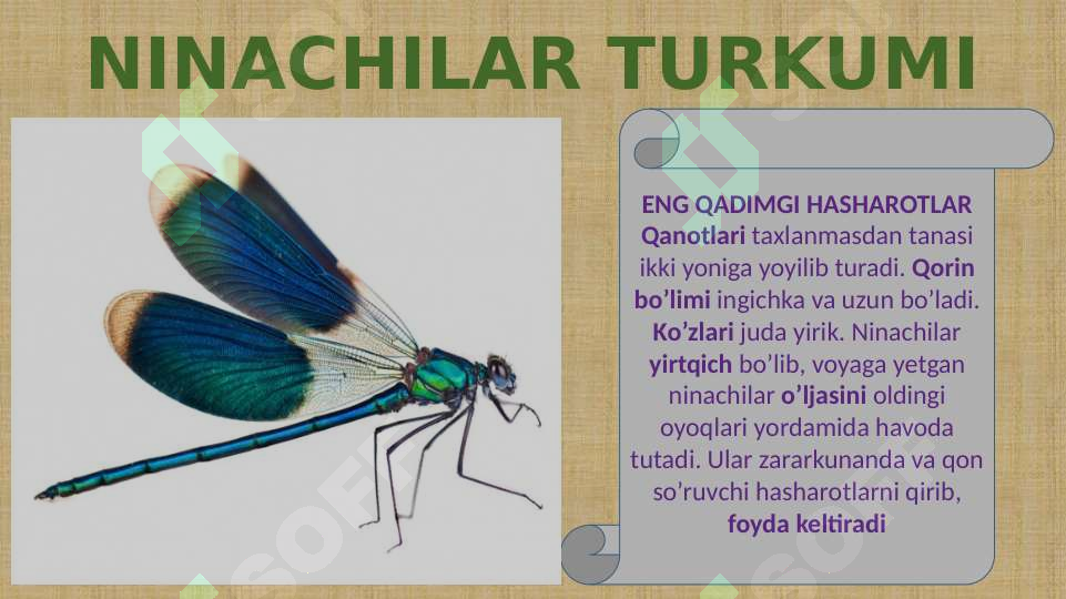 Hashorotlar Rasmi CHALA O’ZGARISH BILAN RIVOJLANADIGAN HASHAROTLAR