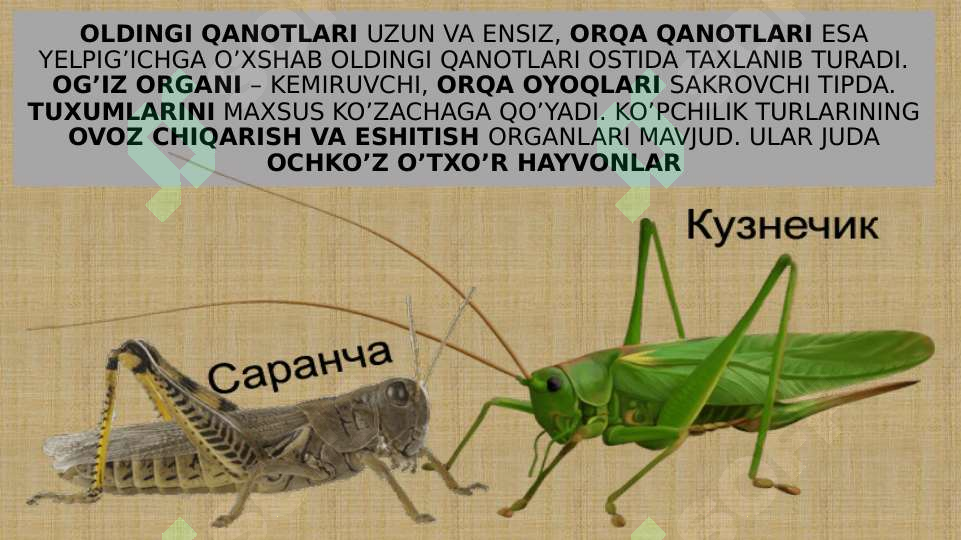 Hashorotlar Rasmi CHALA O’ZGARISH BILAN RIVOJLANADIGAN HASHAROTLAR