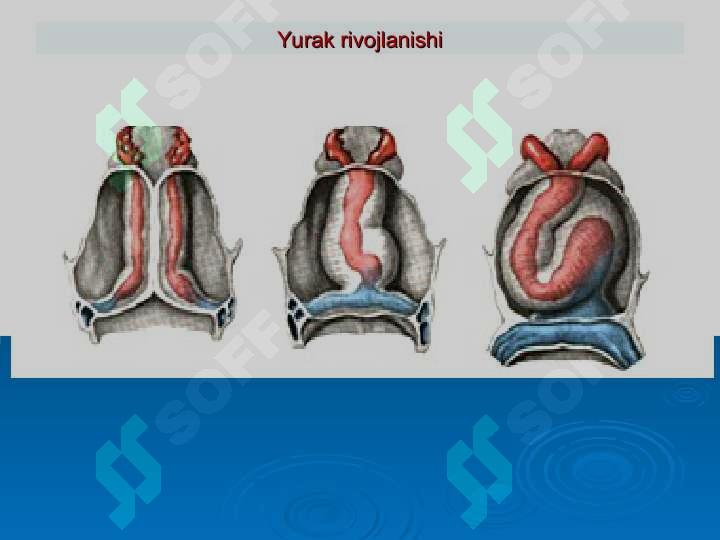 Yurak Ritm Perikard kasalliklari. Yurak o'smalari. Yurak trasplantologiyasi