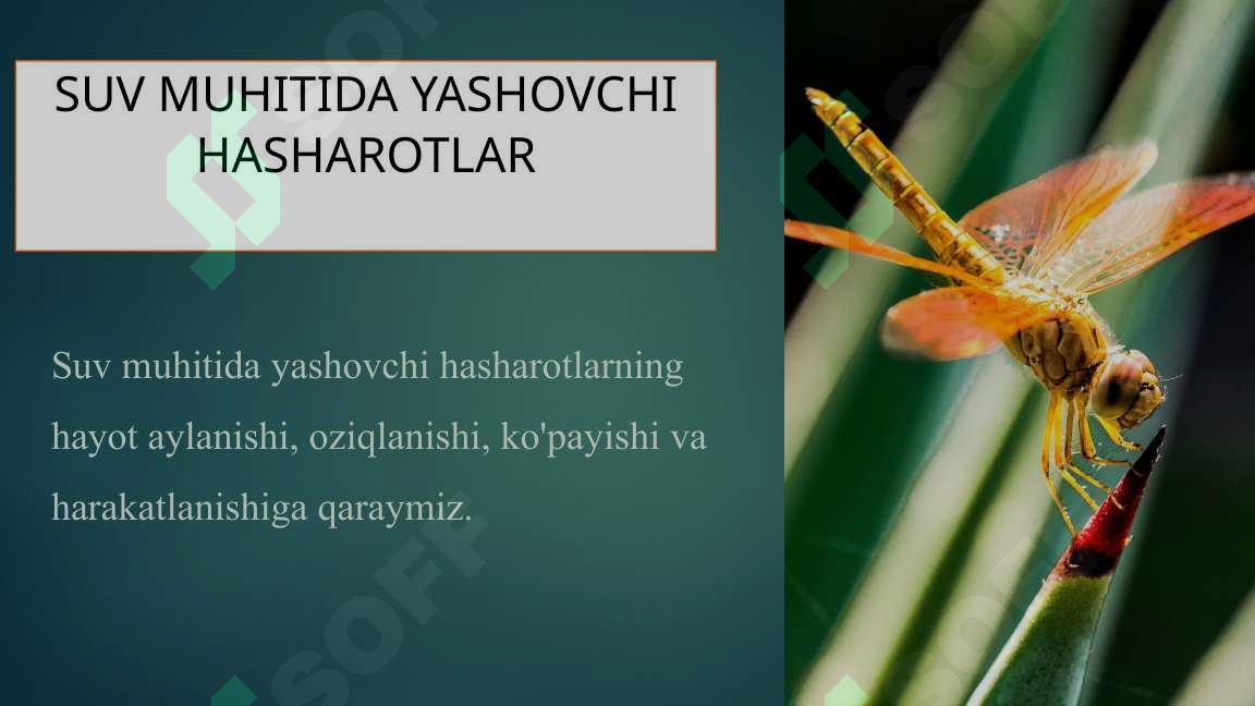 Hashorotlar Rasmi Suv muhitida yashovchi hasharotlar