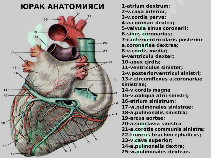 Yurak Ritm Yurak anatomiyasi