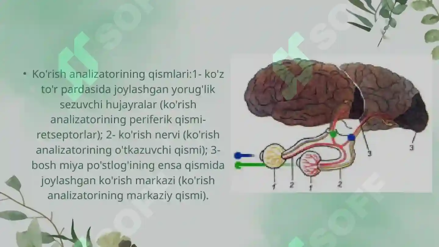 Dil Reseptoru Sensor tizimi