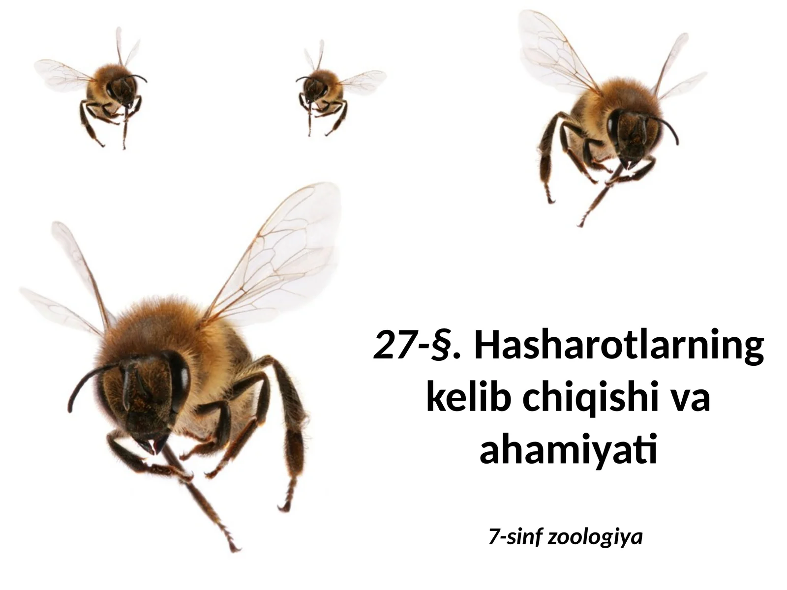 Hashorotlar Rasmi Hasharotlarning kelib chiqishi va ahamiyati