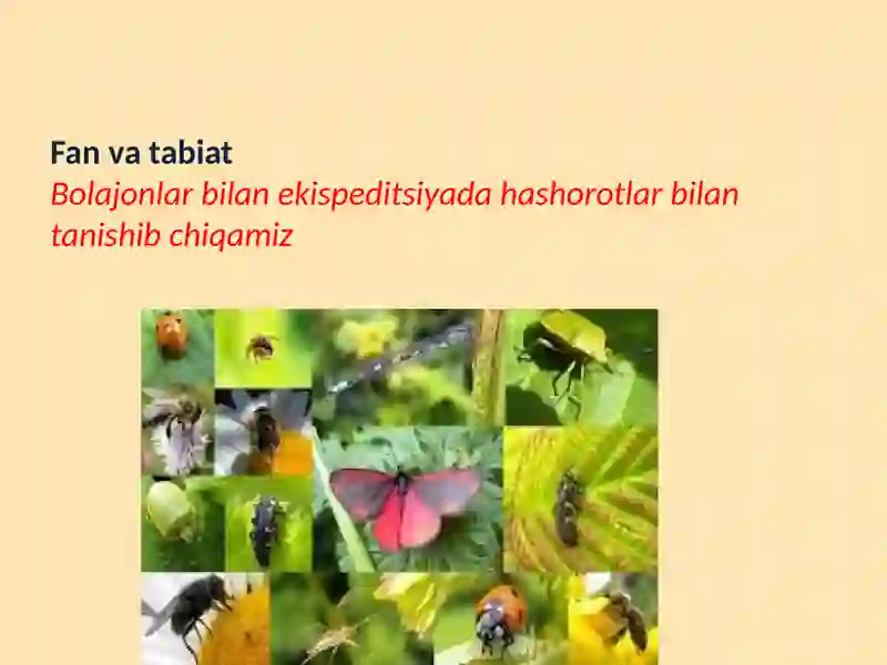 Hashorotlar Rasmi Hasharotlar