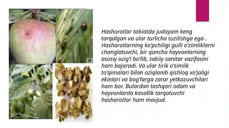 Hashorotlar Rasmi Kasallik tarqatuvchi hasharotlar