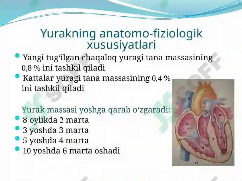 Yurak Ritm BOLALARDA YURAK-QON TOMIR TIZIMINING ANATOMO-FIZIOLOGIK XUSUSIYATLARI
