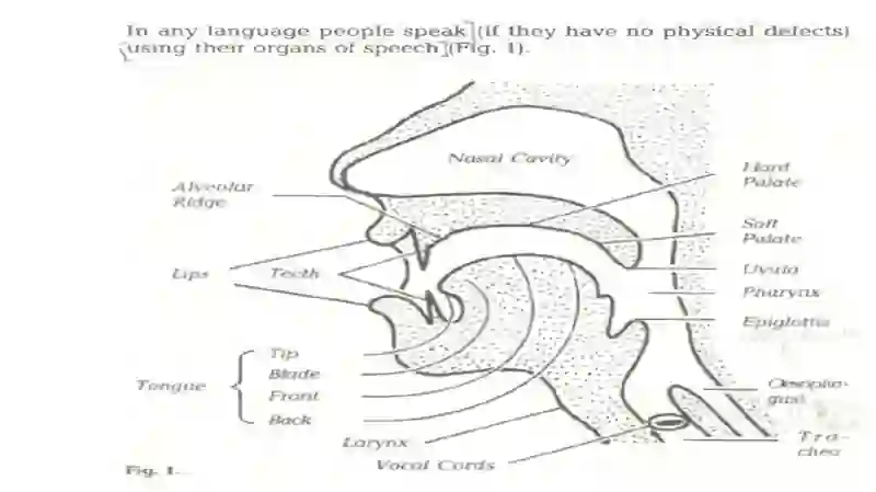 The organs of speech