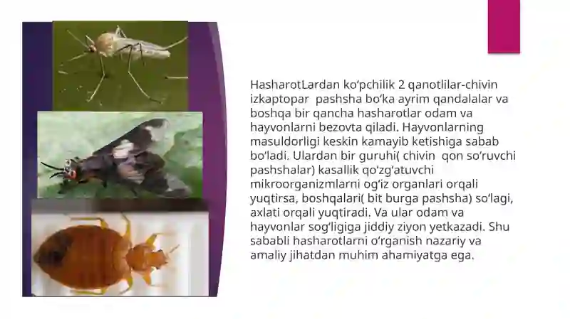 Hashorotlar Rasmi Kasallik tarqatuvchi hasharotlar