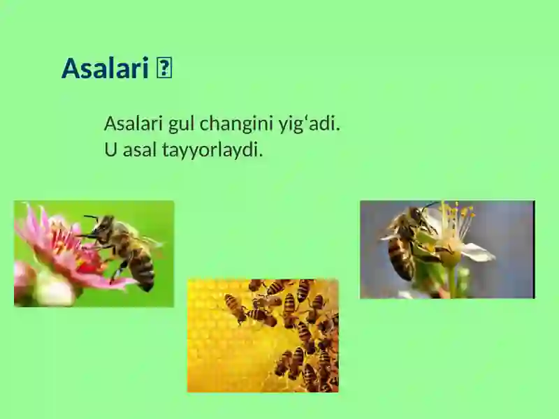 Hashorotlar Rasmi Hasharotlar