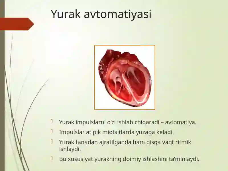 Yurak Ritm Yurak fiziologiyasi