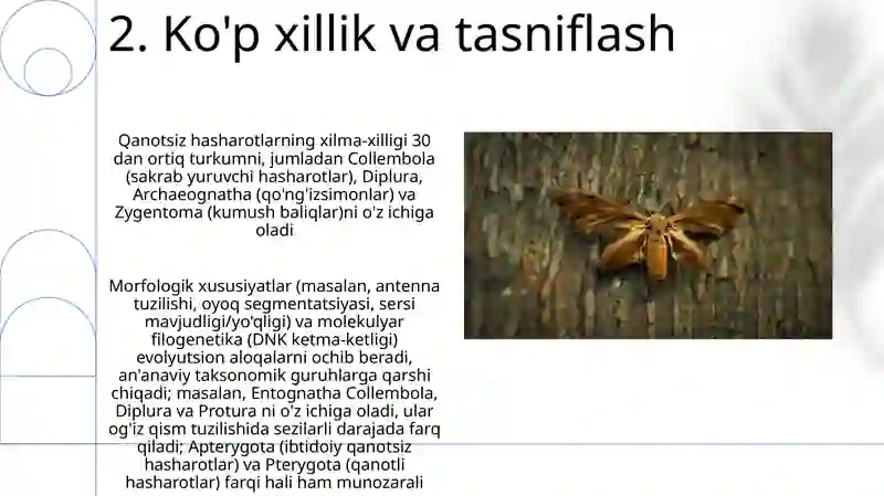 Hashorotlar Rasmi Muylovsizlar - Rrotura qanotsiz hasharotlar