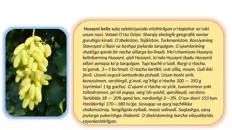 Uzum Rasm Uzumni o'stirish usullari uzum hosildorligi va qayta ishlashdagi ahamiyati